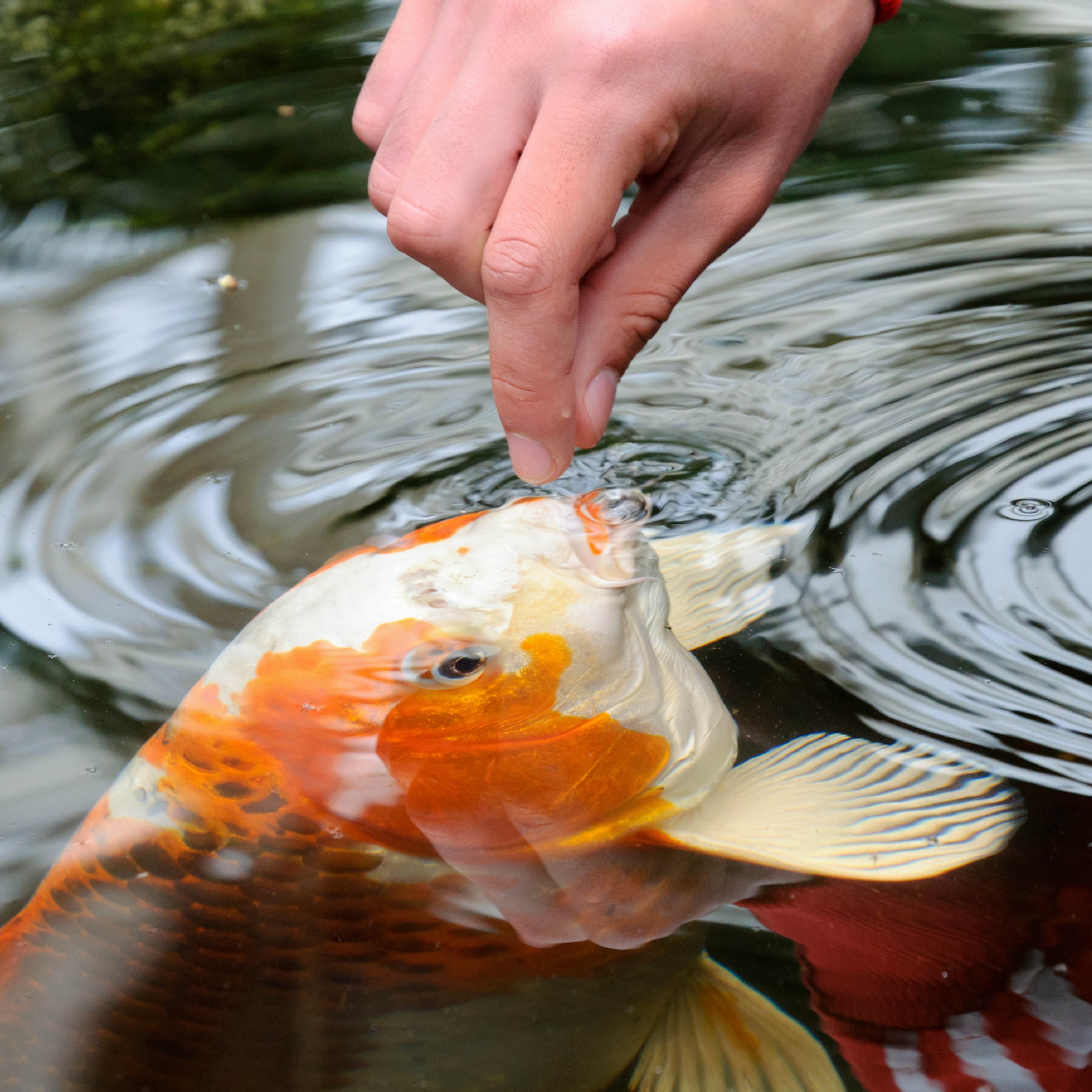 Variety Blend Food Tetra
